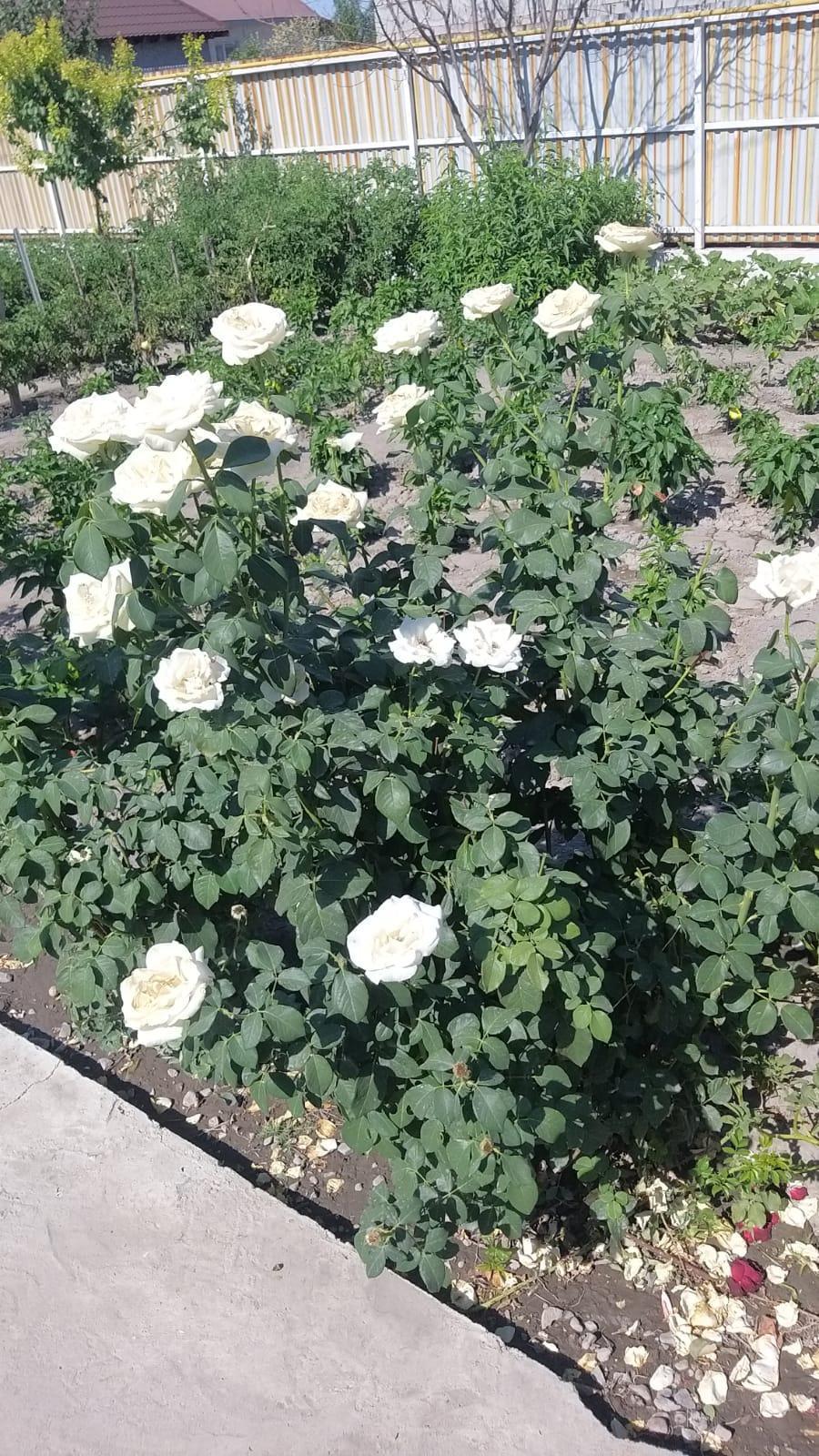 "Менің сүйікті гүлдерім "фотобайқауы   / Фотоконкурс  "Мои любимые цветы "